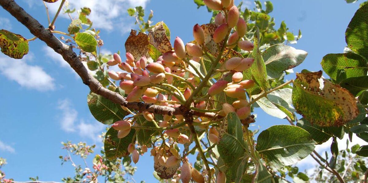 Scopri di più sull'articolo Il Pistacchio Verde di Bronte DOP: L’Oro Verde Siciliano
